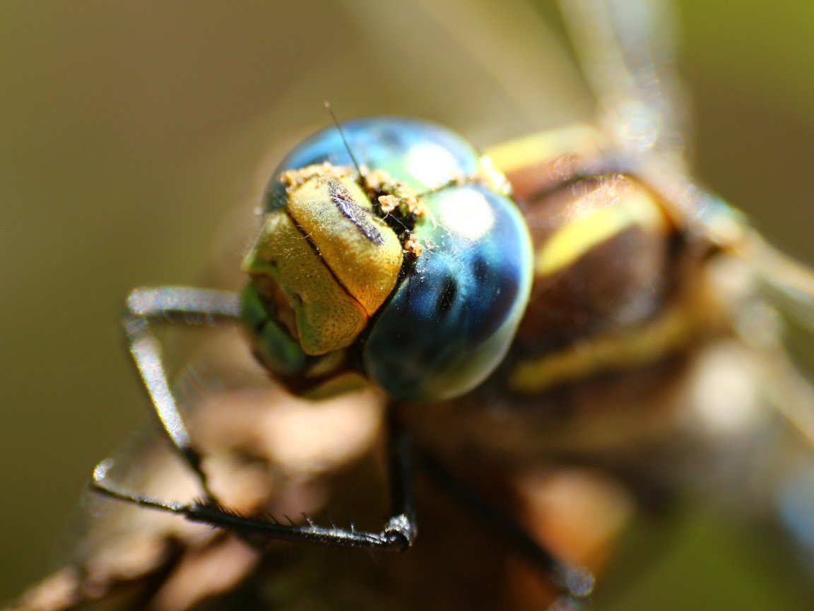 Обои глаза, макро, стрекоза, eyes, macro, dragonfly разрешение 1920x1280 Загрузить