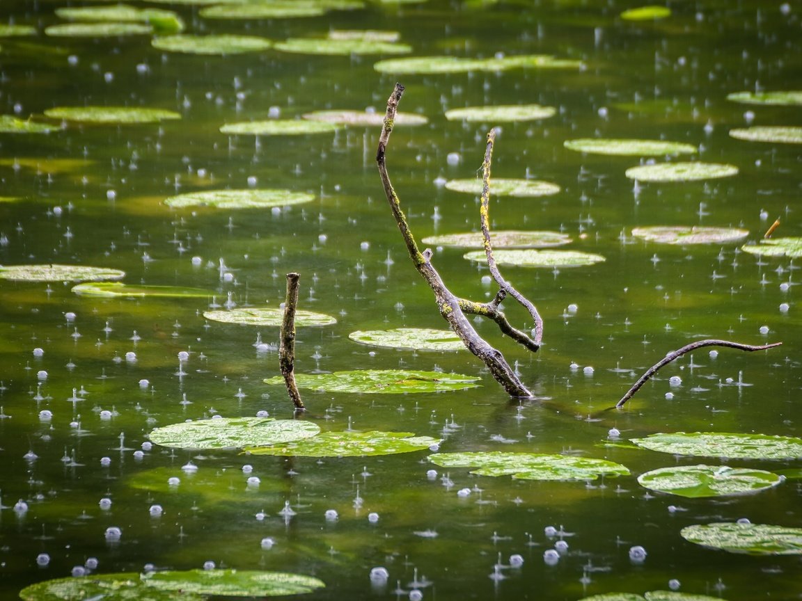 Обои ветка, капли, дождь, пруд, пузырьки, branch, drops, rain, pond, bubbles разрешение 2560x1706 Загрузить