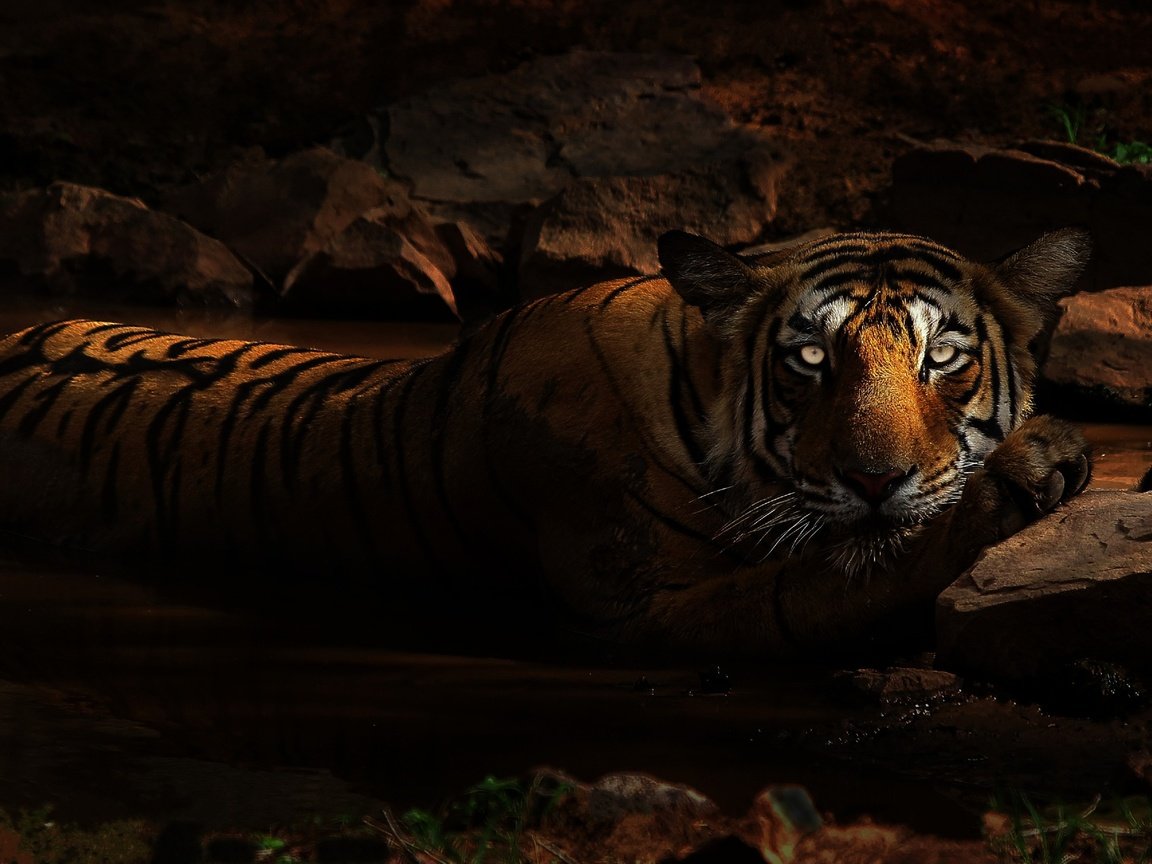 Обои тигр, лежит, глаза, купание, морда, зоопарк, темно, ночь, грязь, камни, взгляд, водоем, tiger, lies, eyes, bathing, zoo, face, dark, night, dirt, stones, look, pond разрешение 3435x1932 Загрузить
