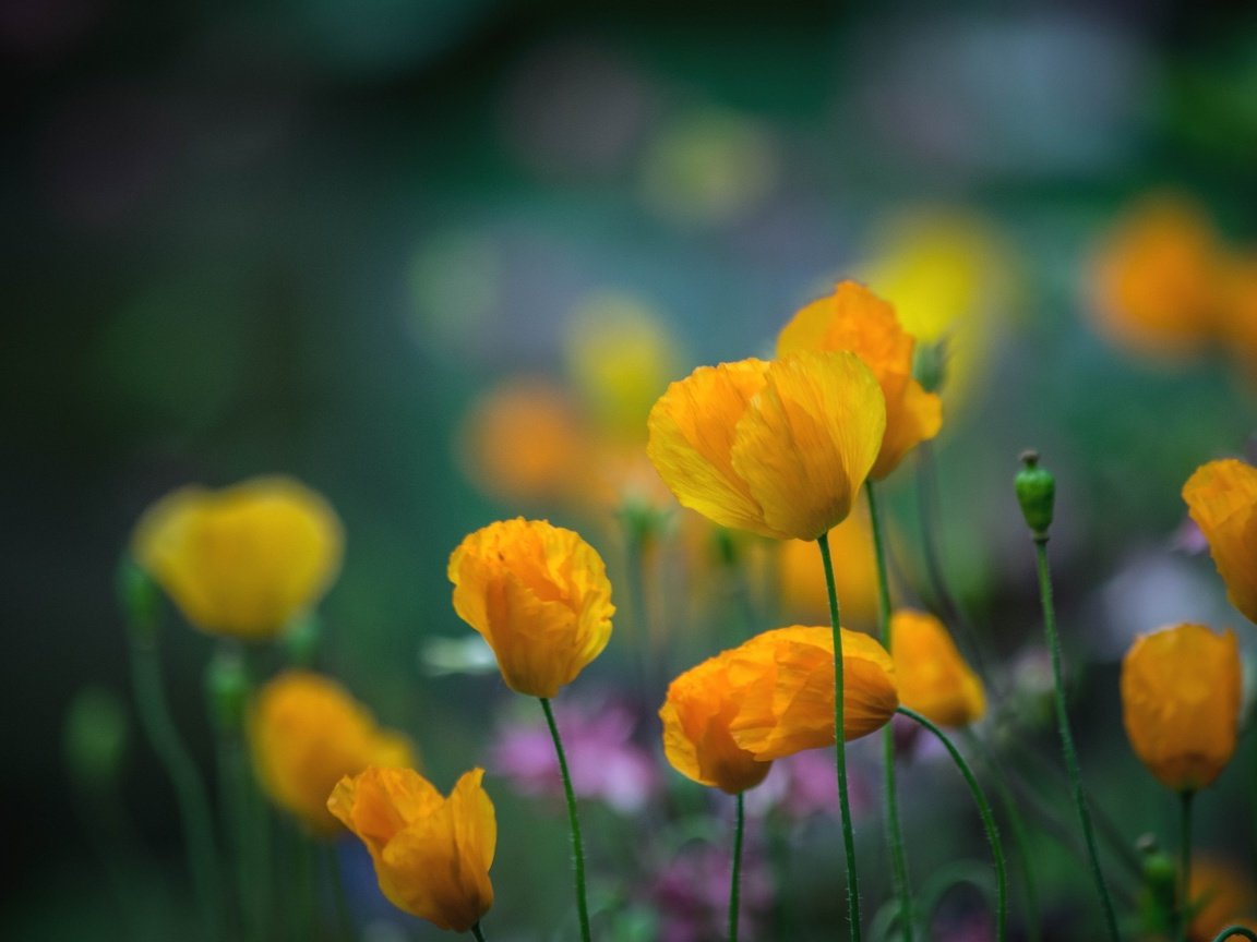 Обои цветы, лепестки, маки, луг, стебли, желтые, yellow poppies, flowers, petals, maki, meadow, stems, yellow разрешение 2048x1365 Загрузить