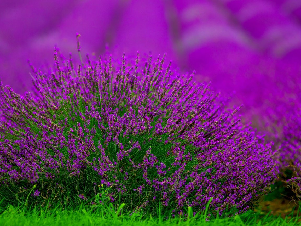 Обои цветы, поле, лаванда, размытость, куст, боке, flowers, field, lavender, blur, bush, bokeh разрешение 2048x1288 Загрузить