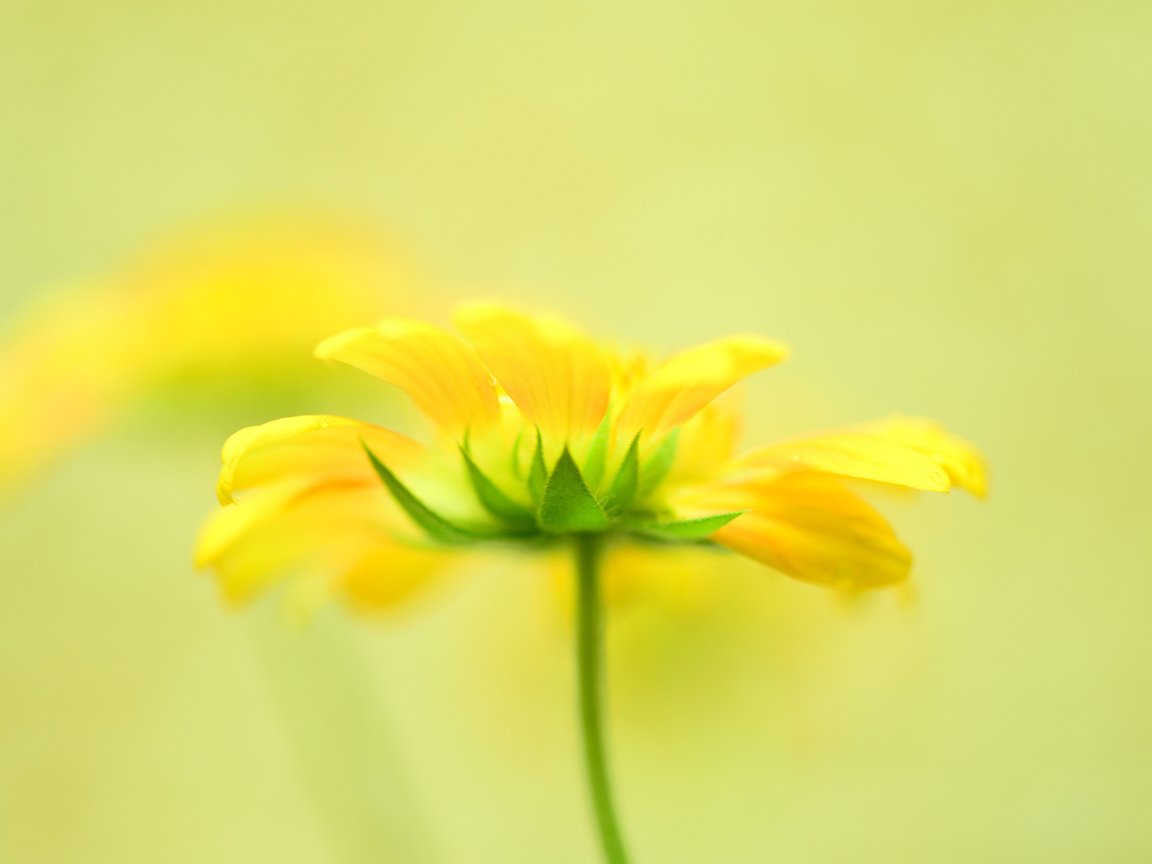Обои цветы, лепестки, желтые, боке, flowers, petals, yellow, bokeh разрешение 1920x1200 Загрузить