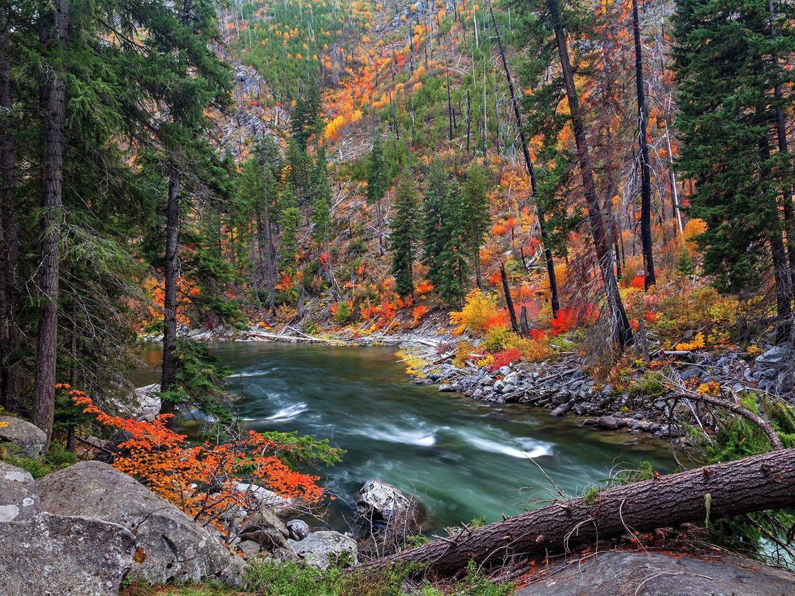 Обои река, природа, лес, осень, river, nature, forest, autumn разрешение 1920x1200 Загрузить