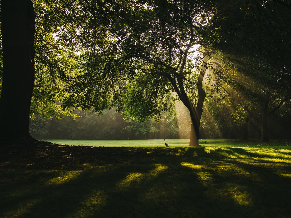 Обои деревья, природа, лучи, парк, ветки, солнечные лучи, trees, nature, rays, park, branches, the sun's rays разрешение 3840x2400 Загрузить