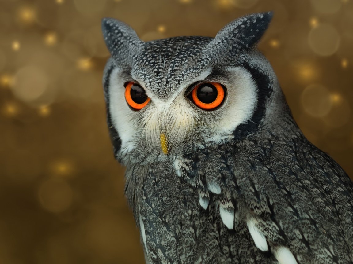 Обои сова, фон, птица, перья, owl, background, bird, feathers разрешение 2560x1600 Загрузить