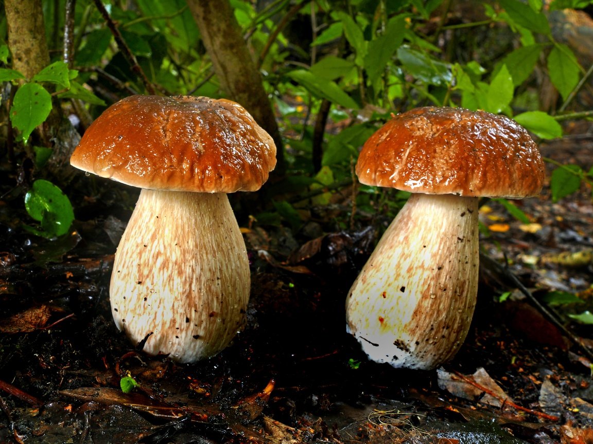 Обои листья, грибы, парочка, боровики, leaves, mushrooms, a couple разрешение 4610x2912 Загрузить
