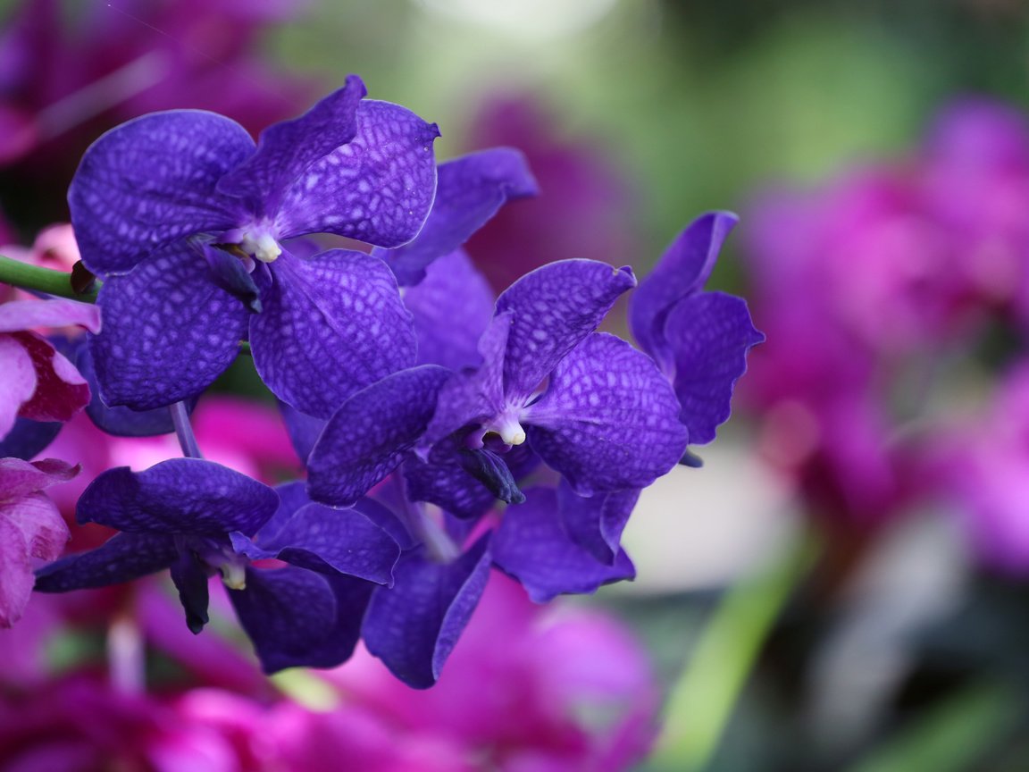 Обои цветы, синие, экзотика, орхидеи, flowers, blue, exotic, orchids разрешение 5472x3648 Загрузить