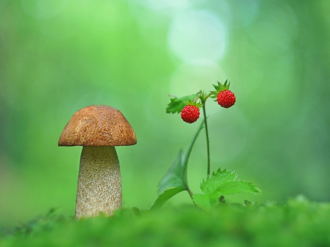 Обои природа, макро, размытость, гриб, земляника, nature, macro, blur, mushroom, strawberries разрешение 2048x1358 Загрузить