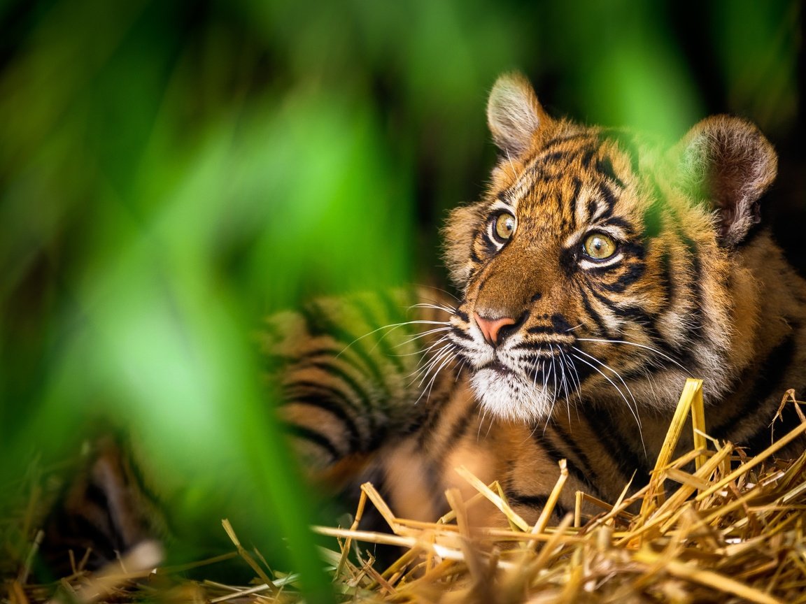 Обои тигр, морда, зелень, дикая кошка, tiger, face, greens, wild cat разрешение 5120x3200 Загрузить