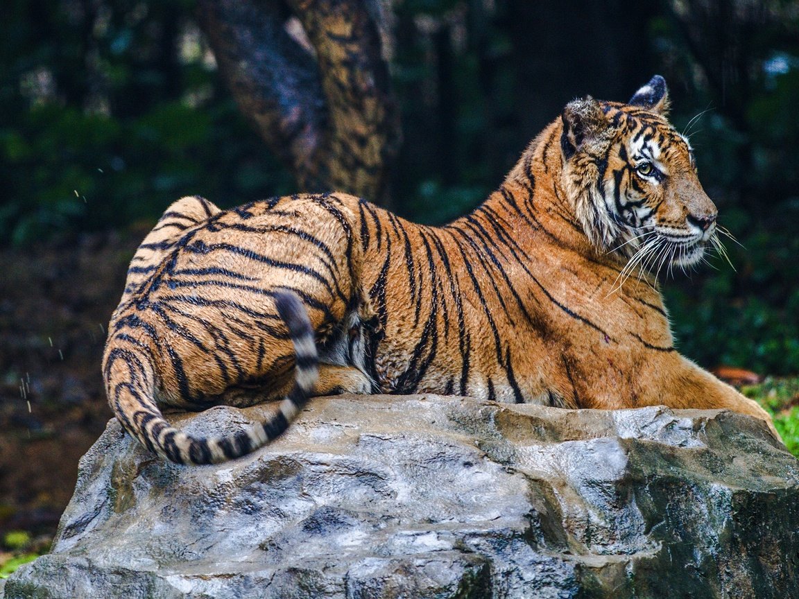 Обои тигр, природа, лежит, камень, темный фон, tiger, nature, lies, stone, the dark background разрешение 2560x1440 Загрузить