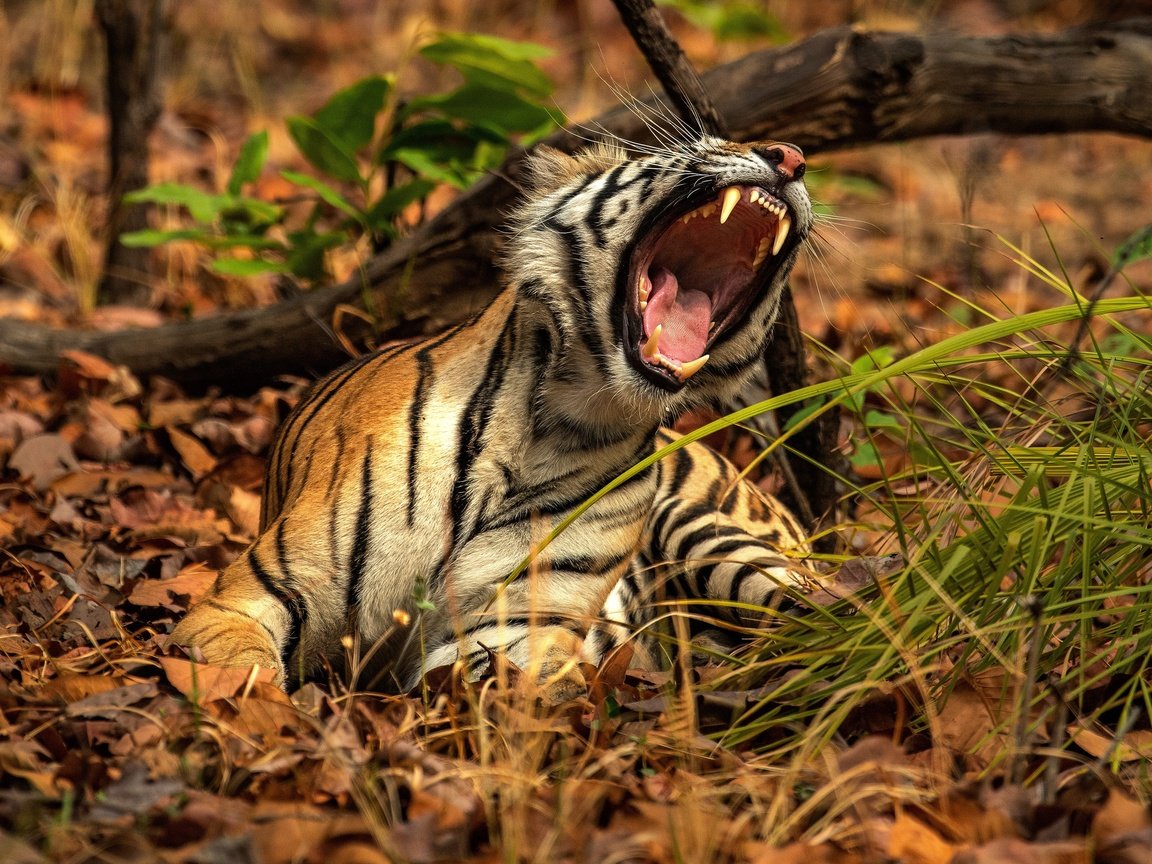 Обои тигр, природа, поза, пасть, рык, tiger, nature, pose, mouth, roar разрешение 3333x2530 Загрузить