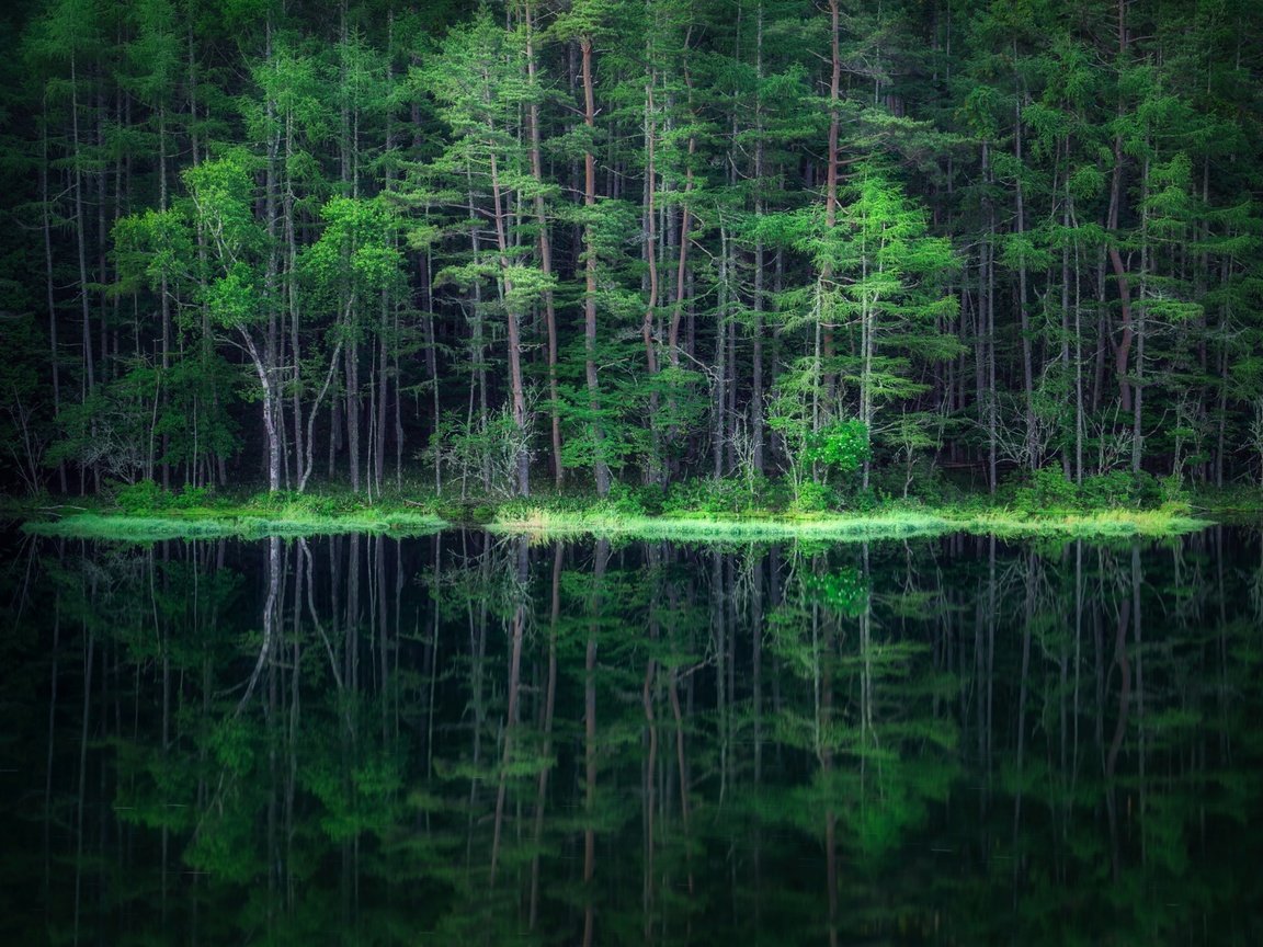 Обои вода, лес, отражение, water, forest, reflection разрешение 2500x1406 Загрузить