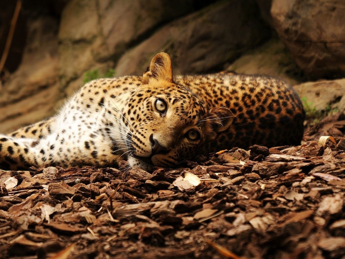 Обои морда, взгляд, большая кошка, ягуар, осенние листья, face, look, big cat, jaguar, autumn leaves разрешение 2240x1400 Загрузить
