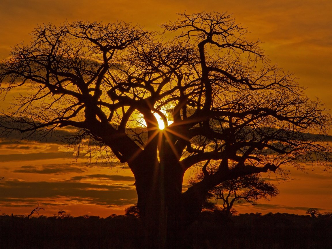 Обои дерево, закат, африка, силуэт, саванна, tree, sunset, africa, silhouette, savannah разрешение 3072x2048 Загрузить