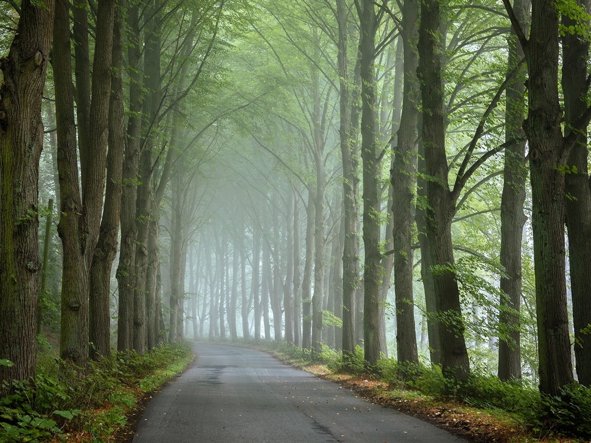 Обои дорога, деревья, туман, road, trees, fog разрешение 2048x1389 Загрузить