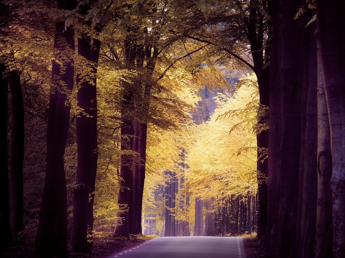 Обои дорога, лес, осень, road, forest, autumn разрешение 2048x1365 Загрузить