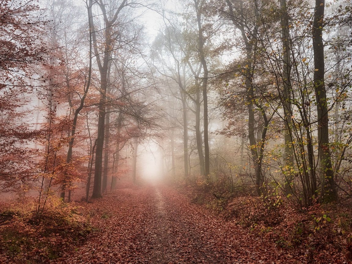 Обои дорога, лес, road, forest разрешение 2048x1365 Загрузить