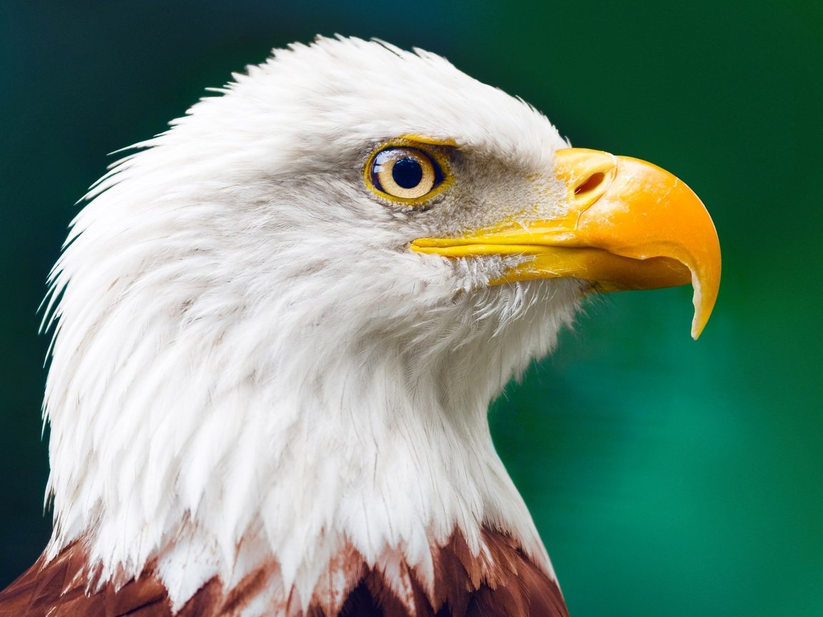 Обои клюв, белоголовый орлан, beak, bald eagle разрешение 3840x2181 Загрузить