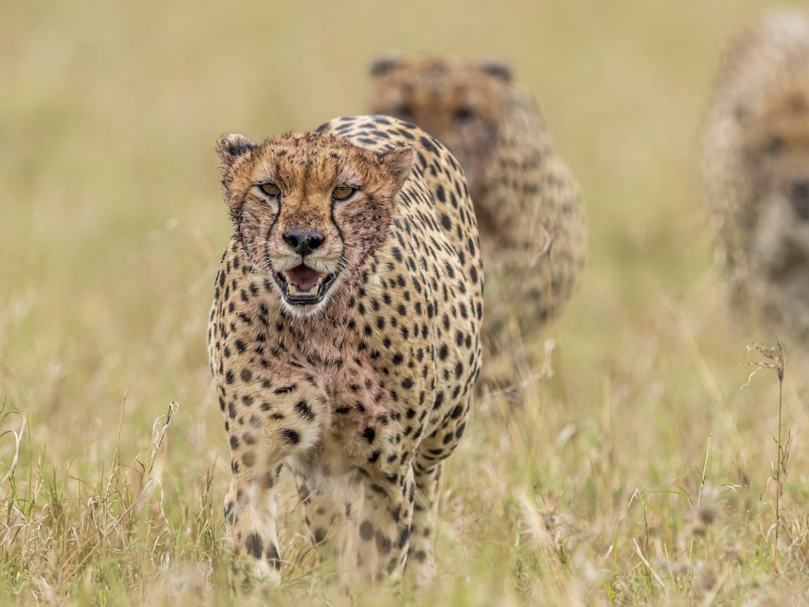 Обои природа, звери, гепарды, nature, animals, cheetahs разрешение 3840x2160 Загрузить