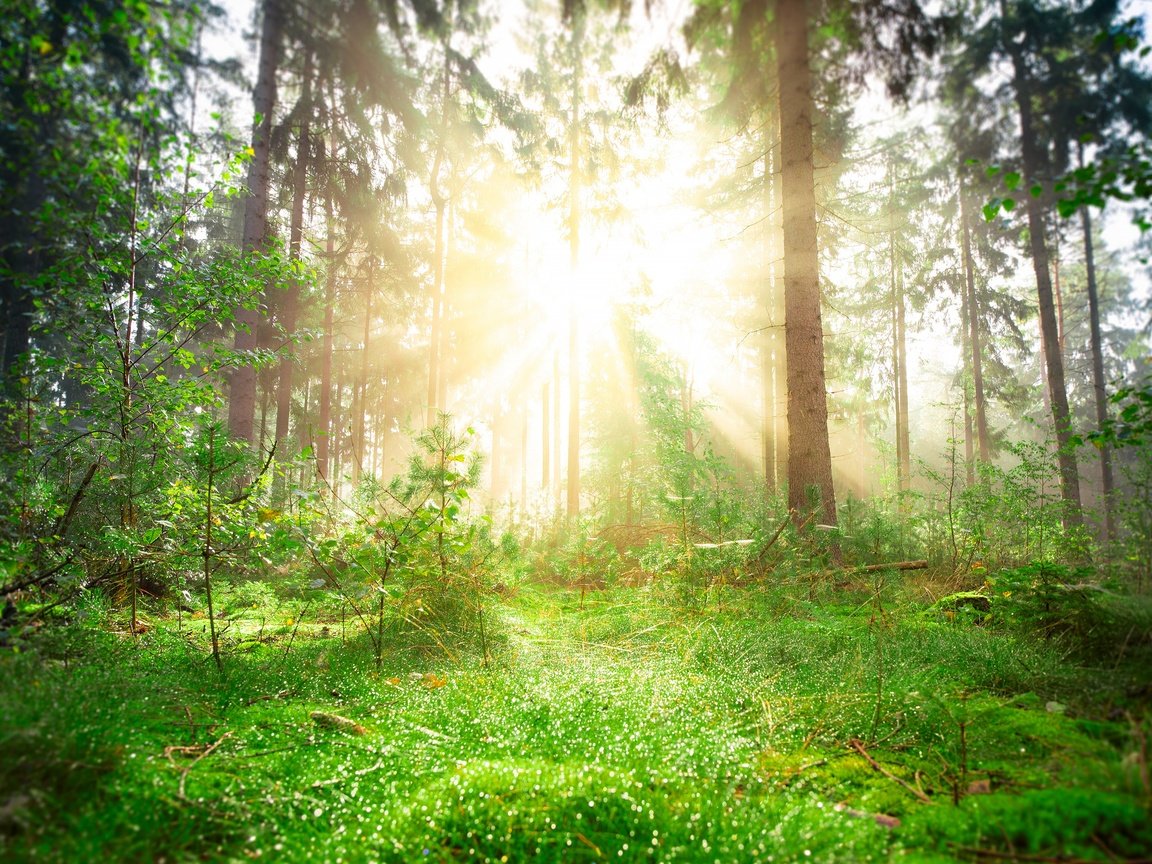 Обои свет, солнце, зелень, лес, лучи, стволы, весна, сосны, light, the sun, greens, forest, rays, trunks, spring, pine разрешение 3840x2160 Загрузить