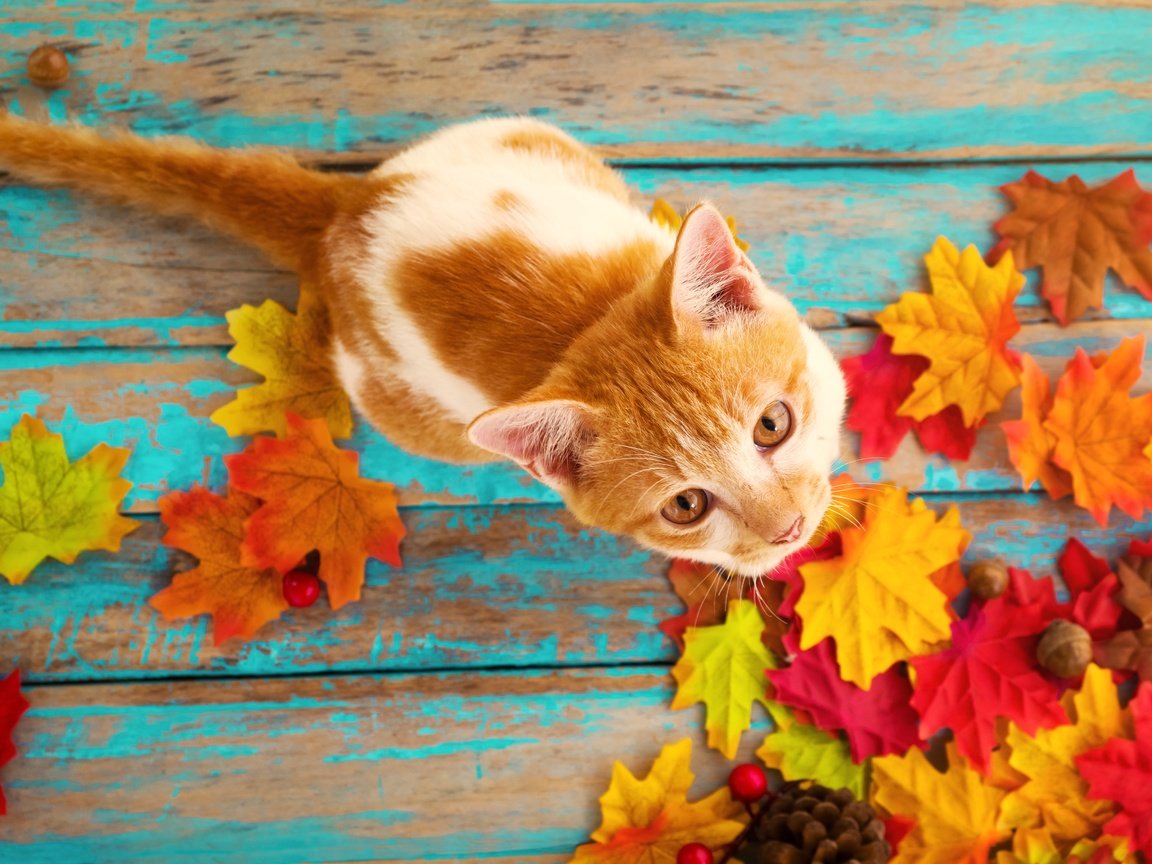 Обои листья, кошка, осень, кленовые, осенние листья, leaves, cat, autumn, maple, autumn leaves разрешение 4896x3264 Загрузить