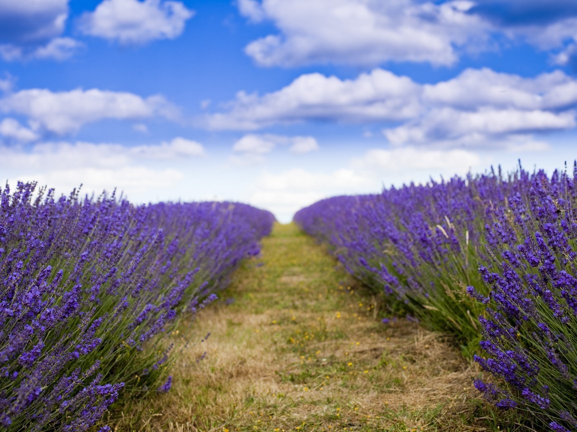 Обои лаванда, lavender разрешение 5616x3744 Загрузить