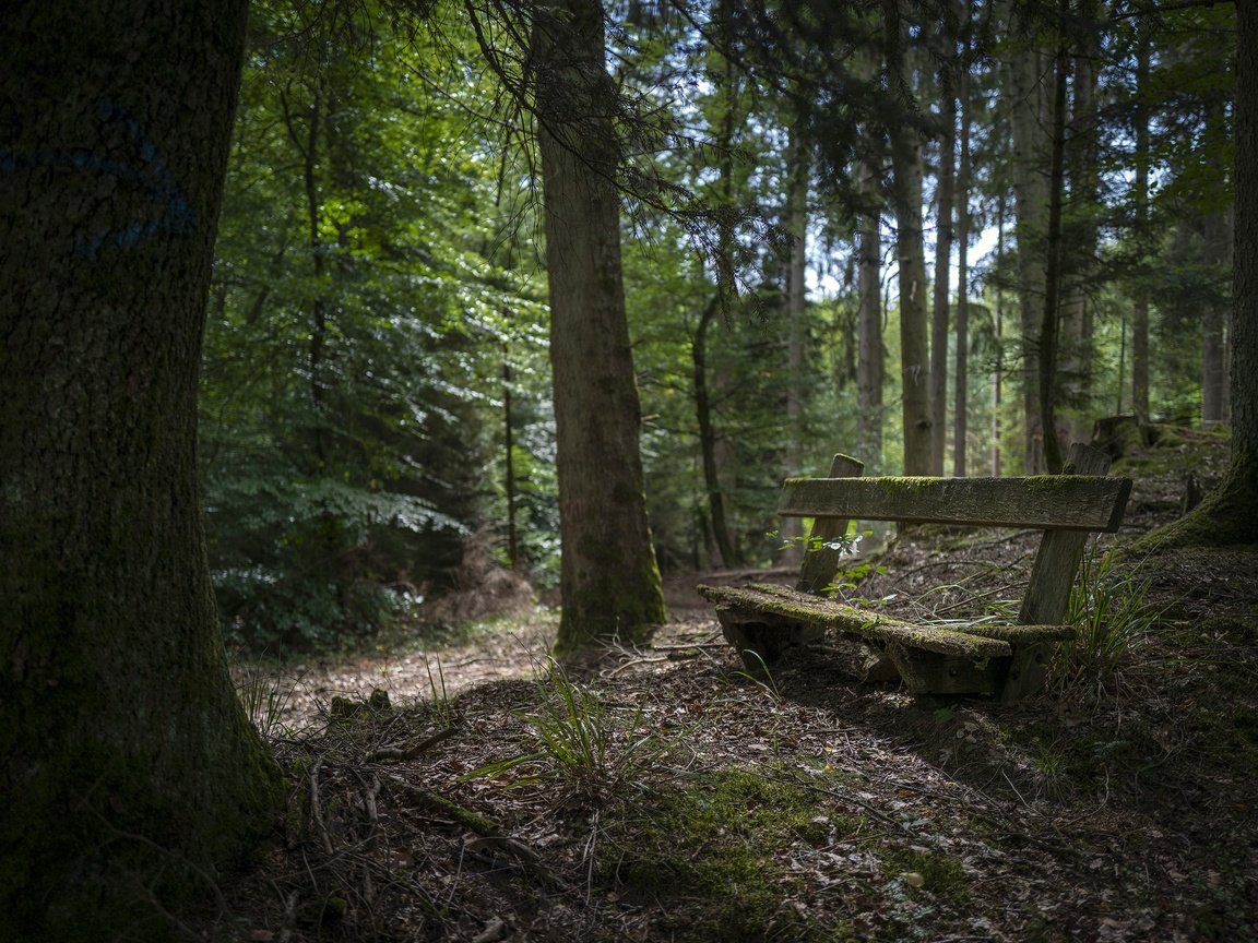 Обои природа, лес, скамья, nature, forest, bench разрешение 3000x2002 Загрузить