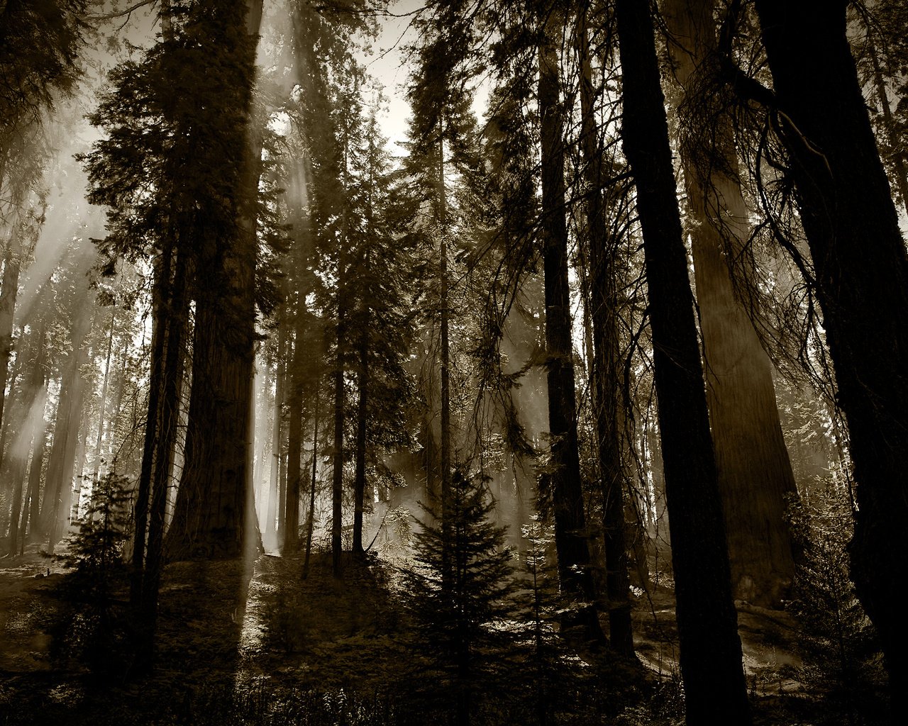 Обои деревья, лес, темный фон, trees, forest, the dark background разрешение 2560x1600 Загрузить