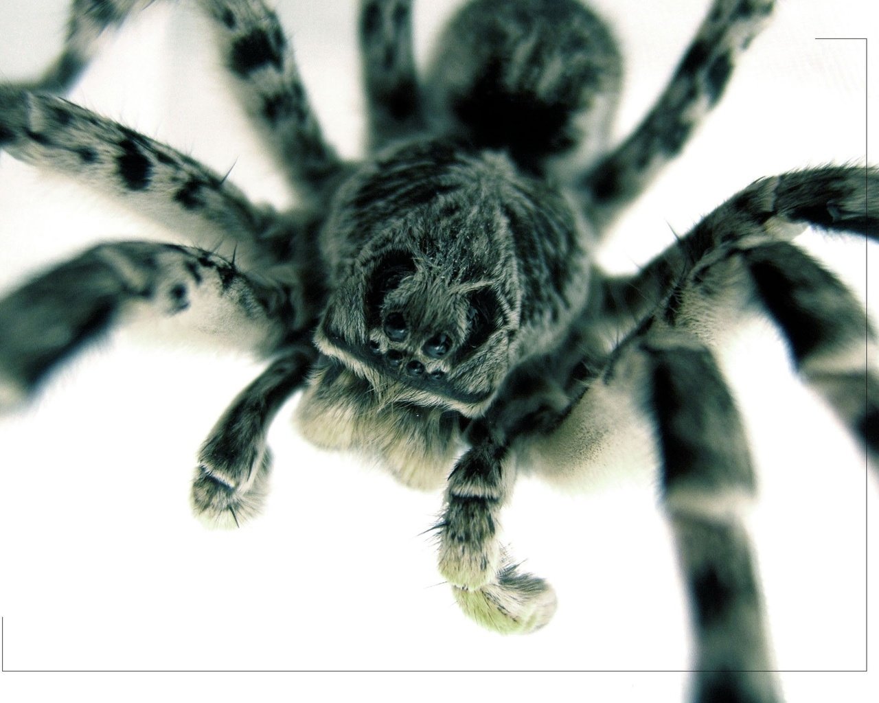 Обои глаза, макро, паук, крупным планом, тарантул, eyes, macro, spider, closeup, tarantula разрешение 2048x1536 Загрузить