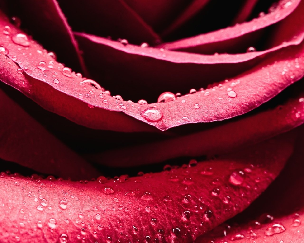 Обои роса, капли, роза, лепестки, rosa, drops, rose, petals разрешение 2560x1600 Загрузить