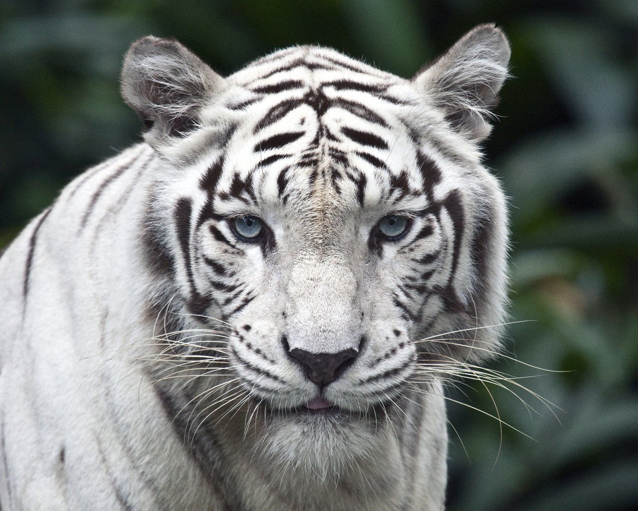 Обои тигр, взгляд, белый, хищник, большая кошка, белый тигр, tiger, look, white, predator, big cat, white tiger разрешение 2560x1600 Загрузить