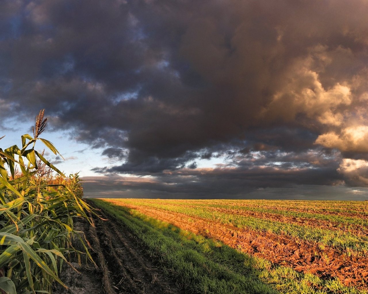 Обои облака, поле, кукуруза, clouds, field, corn разрешение 3200x1200 Загрузить