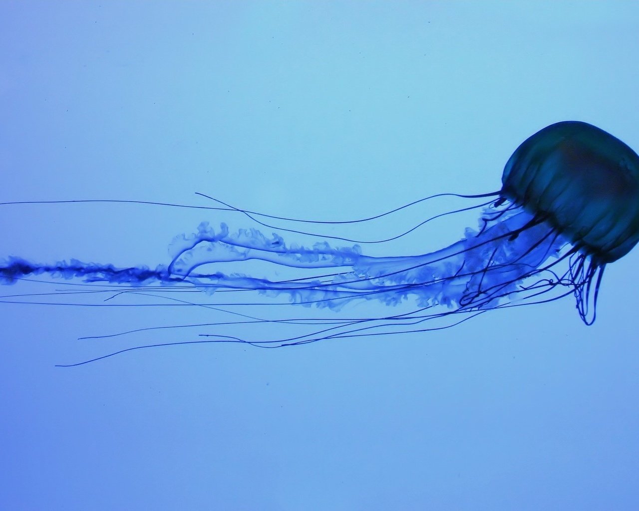 Обои синий, море, океан, медуза, подводный мир, blue, sea, the ocean, medusa, underwater world разрешение 1920x1200 Загрузить