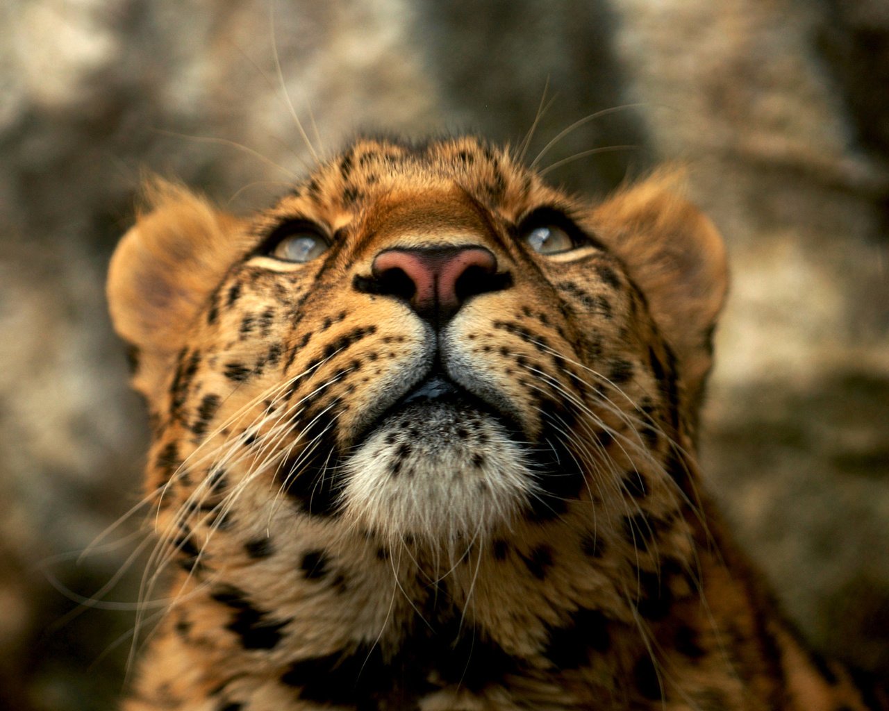 Обои усы, леопард, внимание, mustache, leopard, attention разрешение 1920x1200 Загрузить