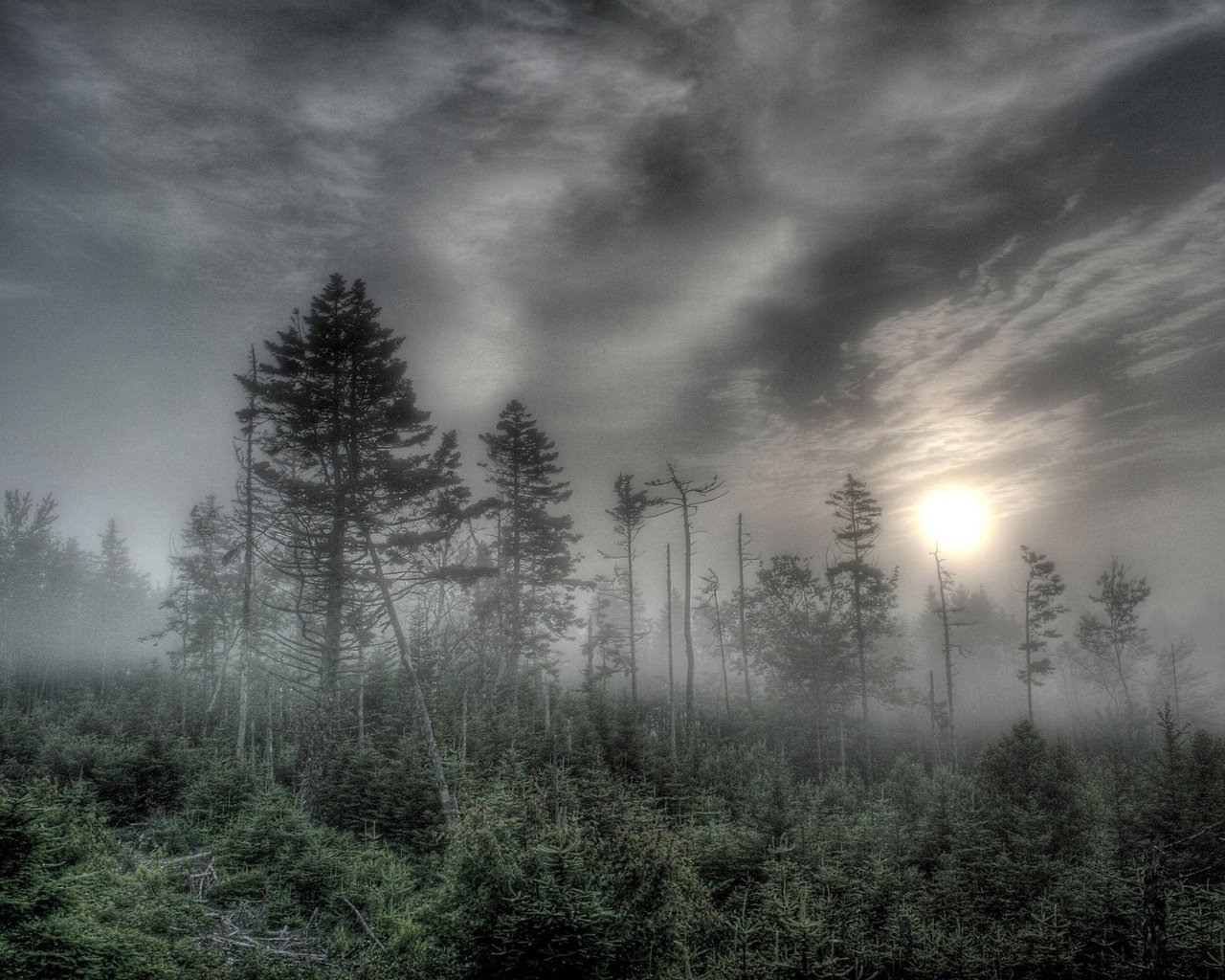 Обои деревья, солнце, лес, туман, trees, the sun, forest, fog разрешение 1920x1440 Загрузить