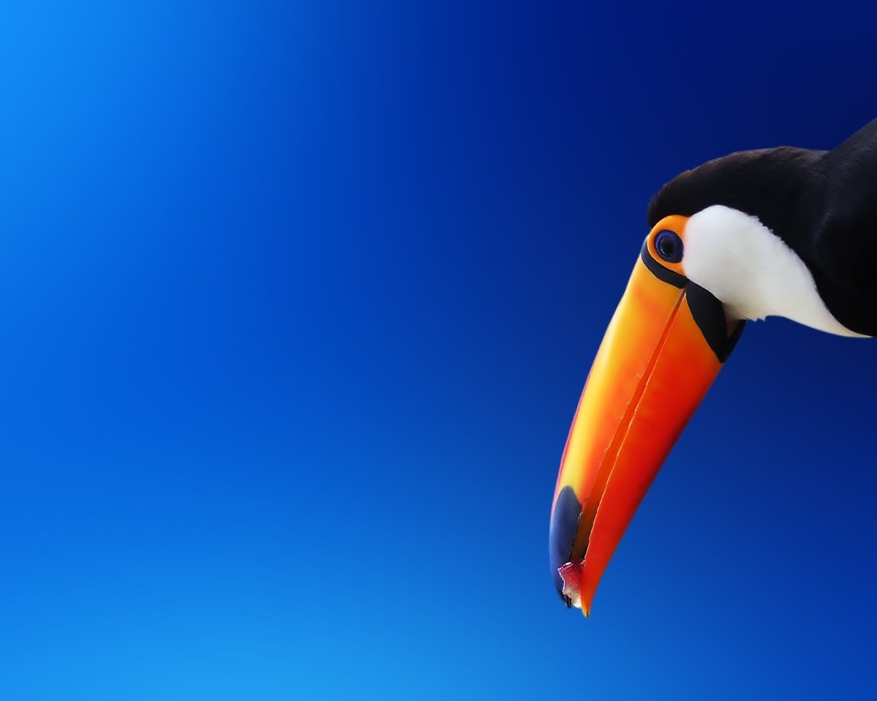 Обои птица, тукан, клюв, оранжевый, bird, toucan, beak, orange разрешение 1920x1200 Загрузить