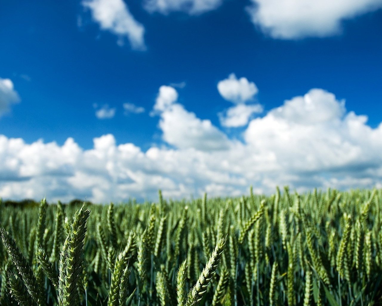 Обои облака, поле, колос, clouds, field, ear разрешение 1920x1200 Загрузить