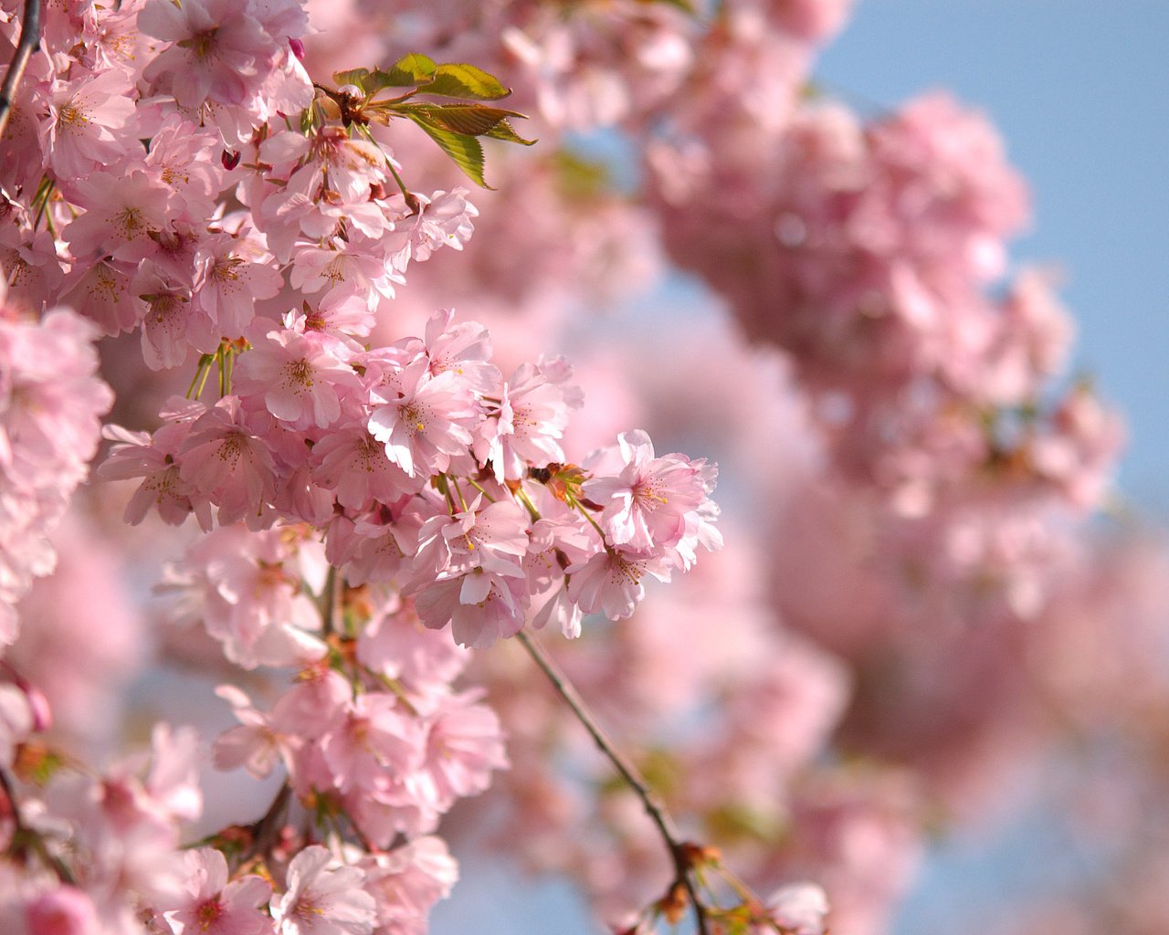 Обои небо, ветви, весна, розовые цветы, the sky, branch, spring, pink flowers разрешение 2560x1600 Загрузить