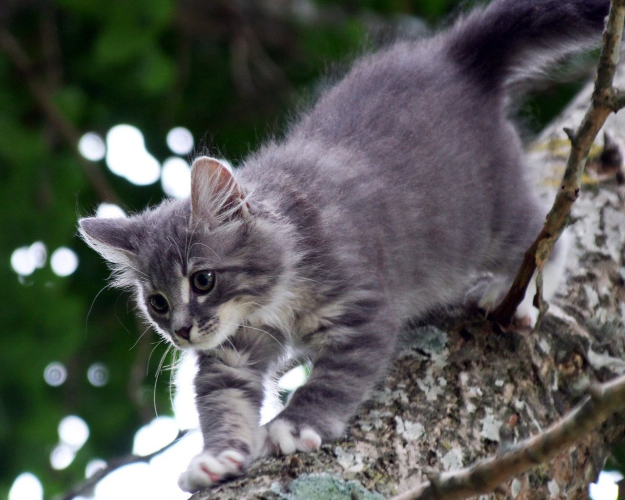 Обои дерево, котенок, серый, кошки, катейка, tree, kitty, grey, cats, kataka разрешение 1920x1200 Загрузить