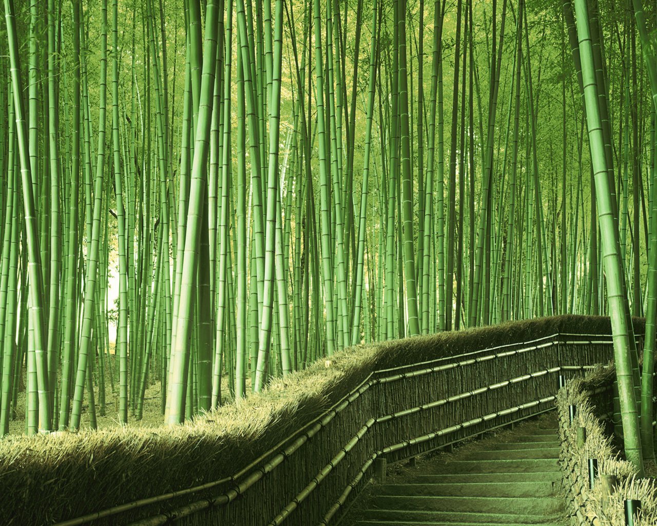 Обои зелень, япония, бамбук, greens, japan, bamboo разрешение 1920x1200 Загрузить