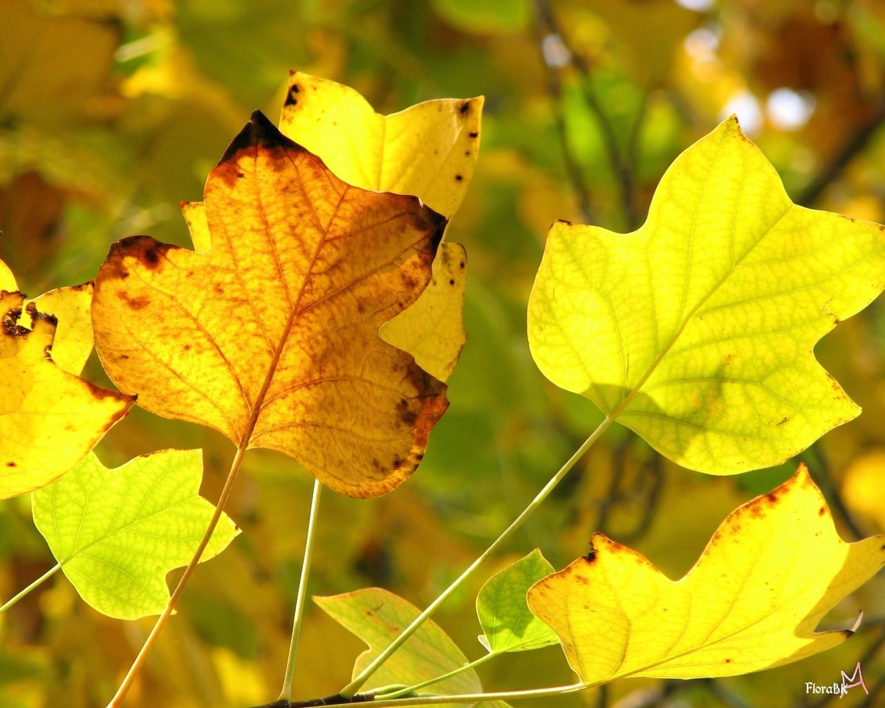 Обои желтый, осень, желтые листья, передний план, yellow, autumn, yellow leaves, foreground разрешение 2816x2112 Загрузить