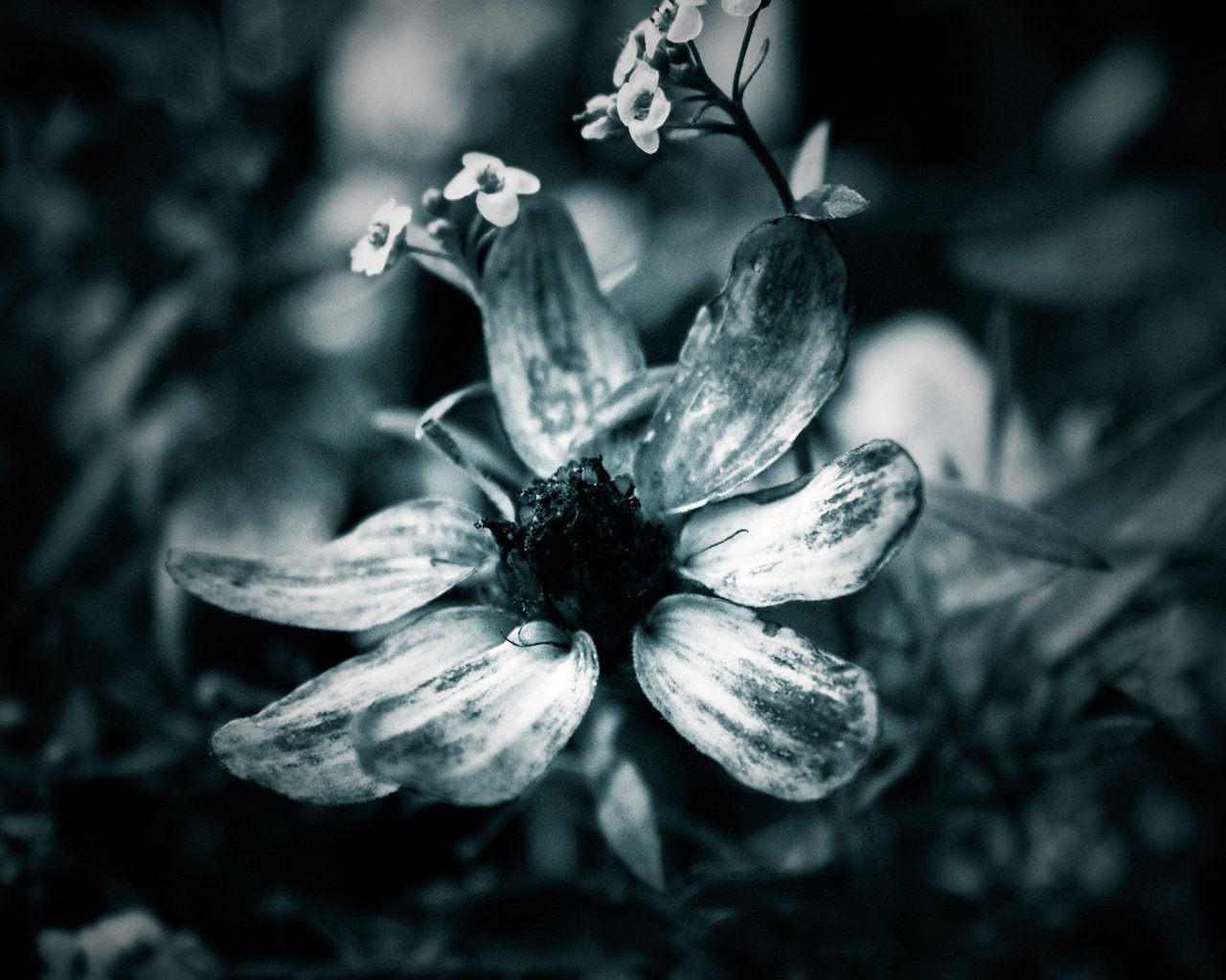 Обои макро, цветок, лепестки, чёрно-белое, macro, flower, petals, black and white разрешение 1920x1200 Загрузить