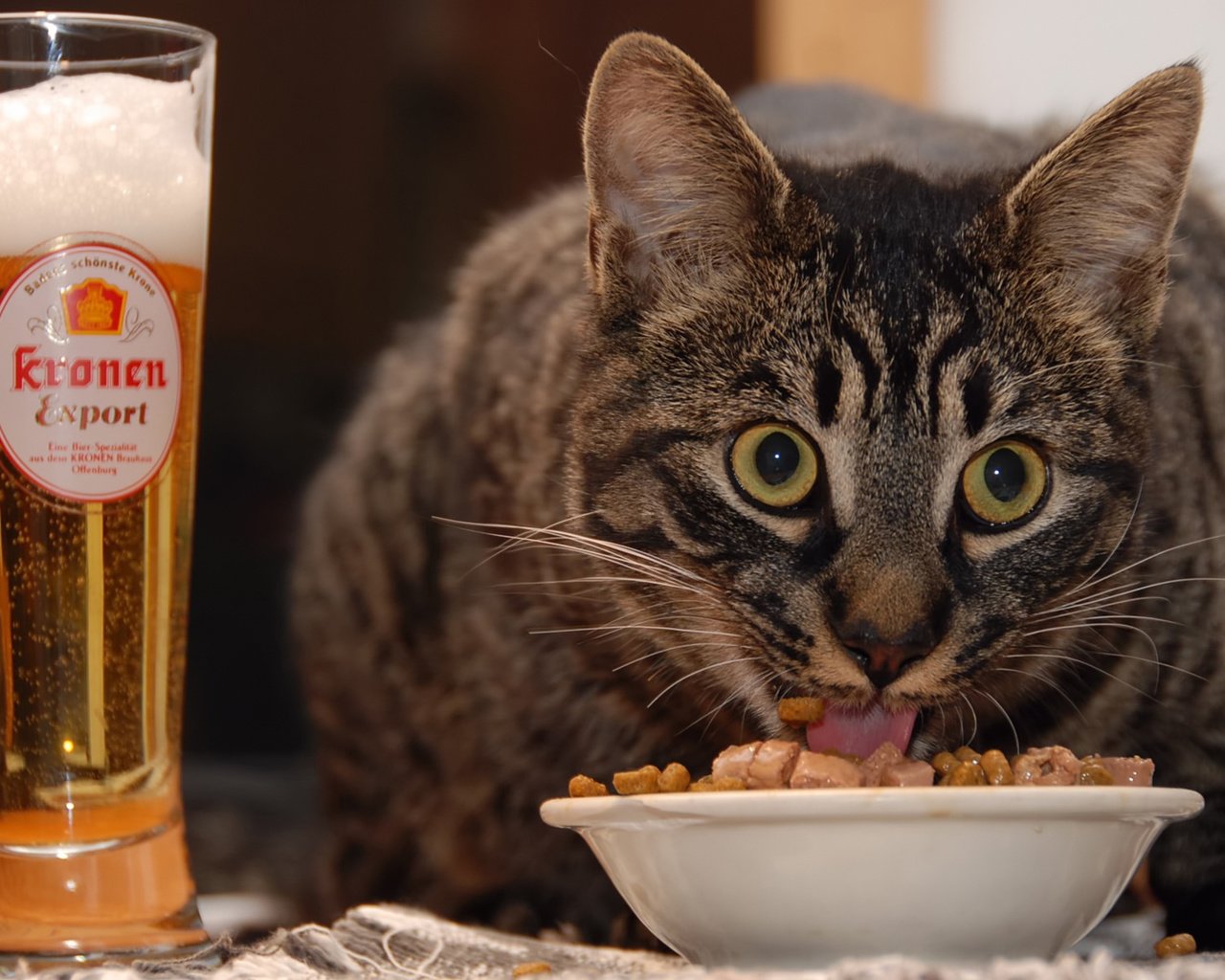 Обои глаза, кот, еда, взгляд, пиво, eyes, cat, food, look, beer разрешение 1920x1200 Загрузить