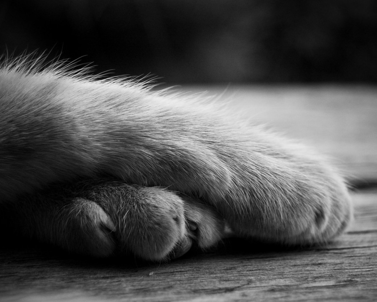 Обои лапы, кошка, чёрно-белое, лежит, paws, cat, black and white, lies разрешение 2843x1803 Загрузить