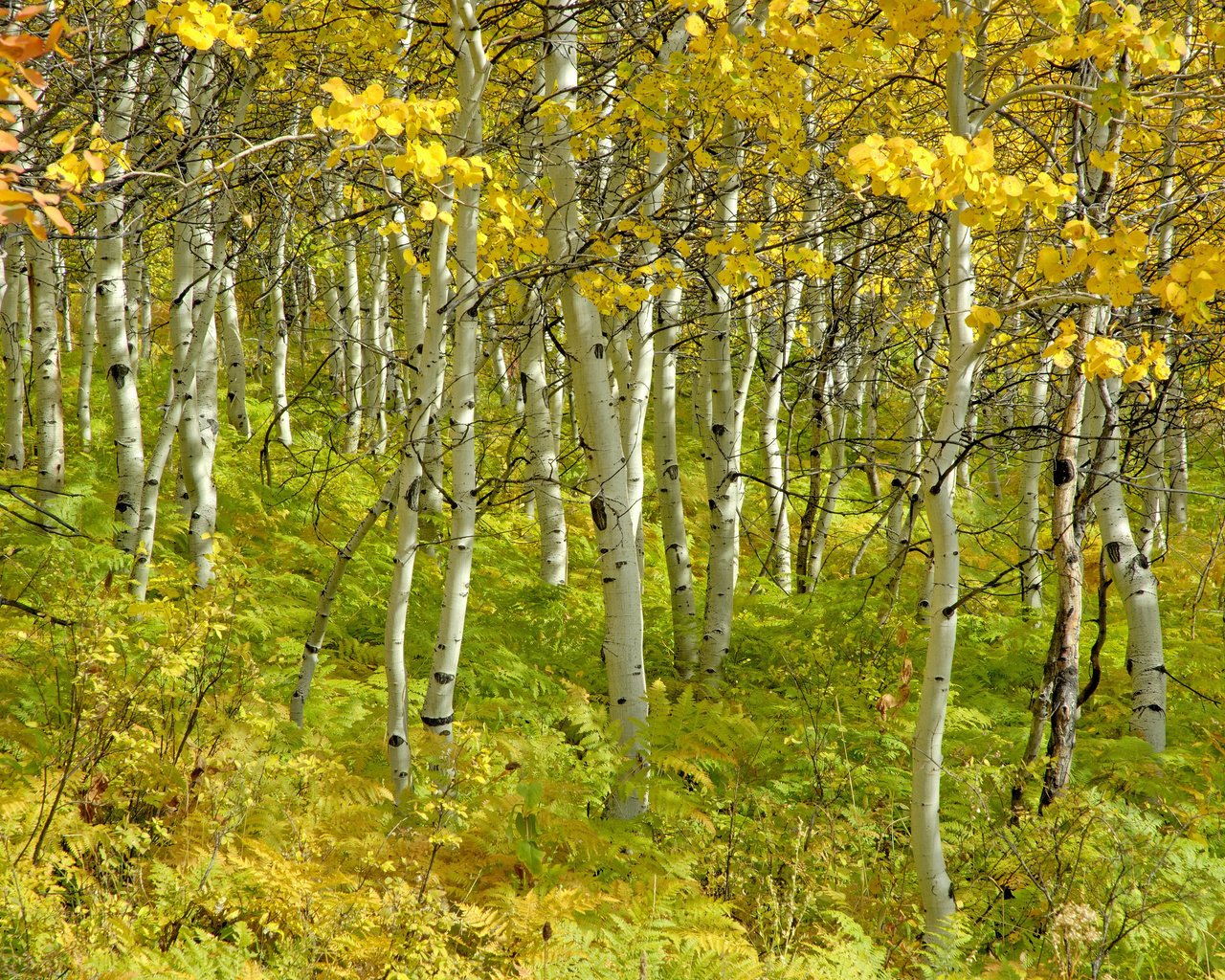 Обои деревья, березы, осень, красота, роща, trees, birch, autumn, beauty, grove разрешение 4288x2848 Загрузить