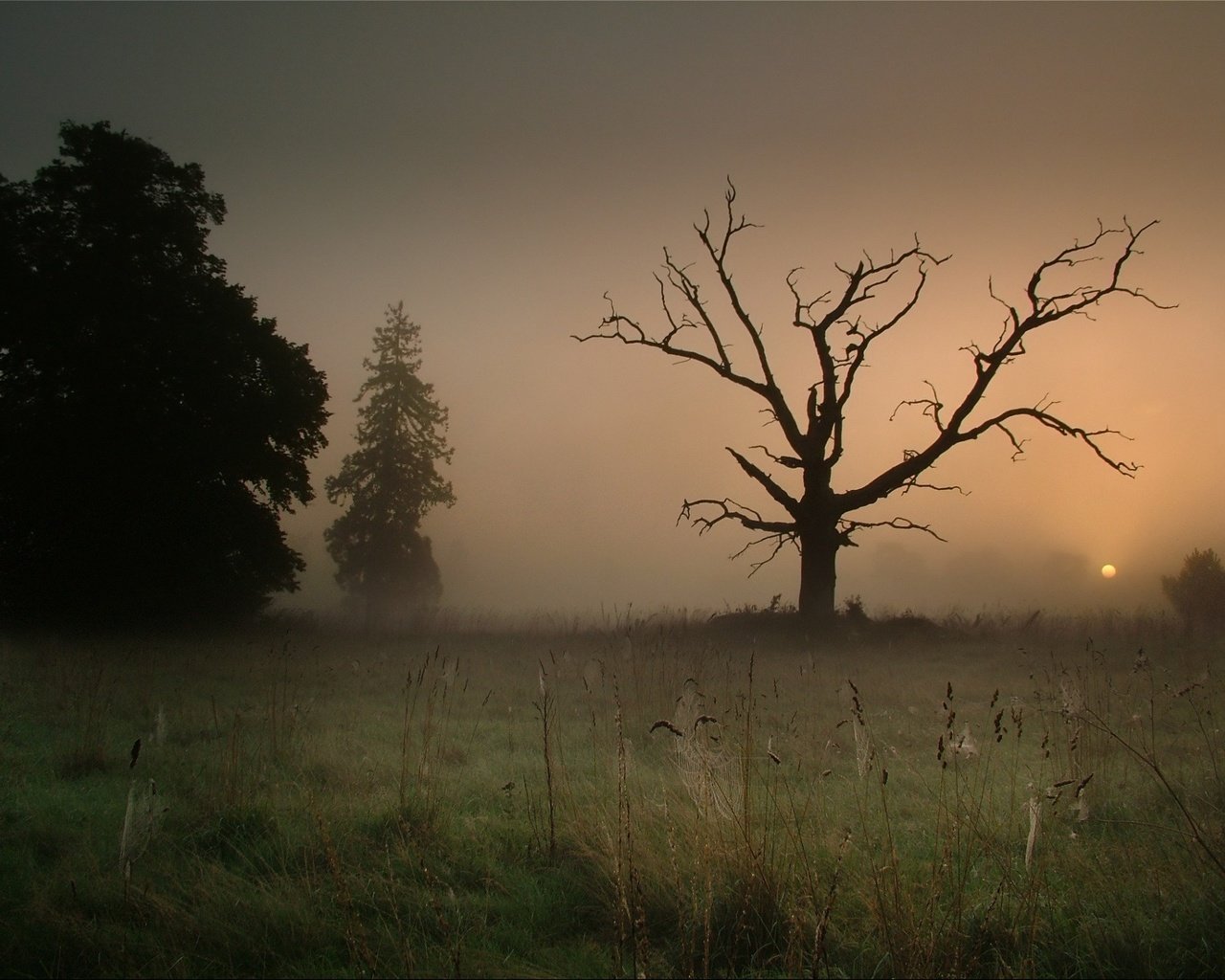 Обои дерево, туман, паутина, tree, fog, web разрешение 1920x1440 Загрузить