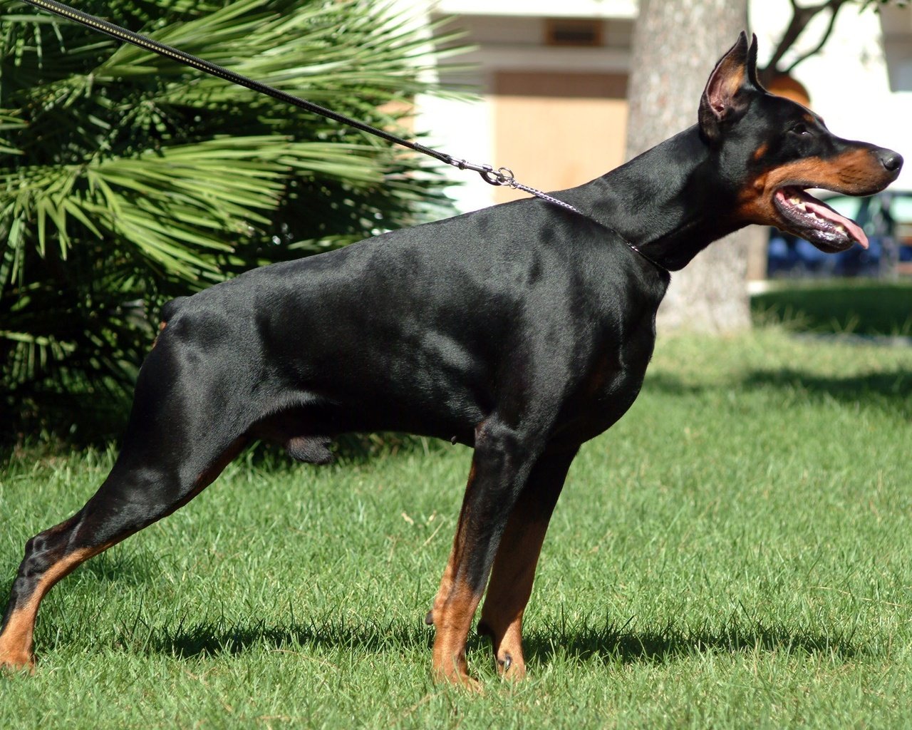 Обои собака, доберман, dobermann, dog, doberman разрешение 2304x1536 Загрузить