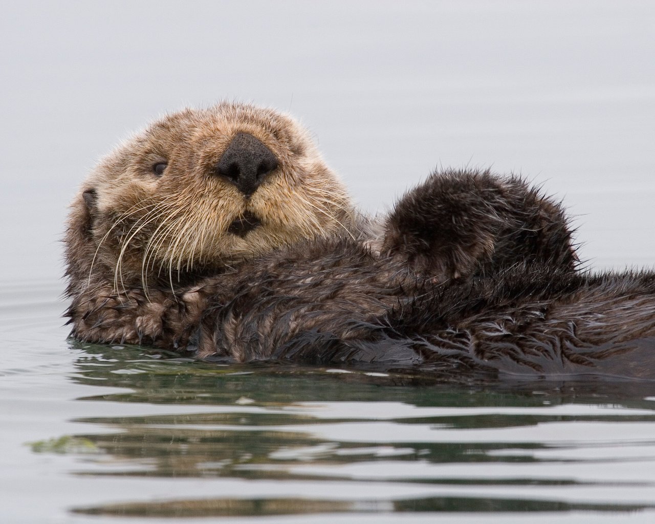 Обои вода, калифорния, калан, морская выдра, выдра, water, ca, kalan, sea otter, otter разрешение 3504x2336 Загрузить