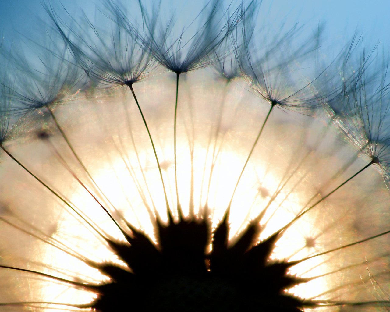 Обои свет, макро, одуванчик, light, macro, dandelion разрешение 1920x1080 Загрузить