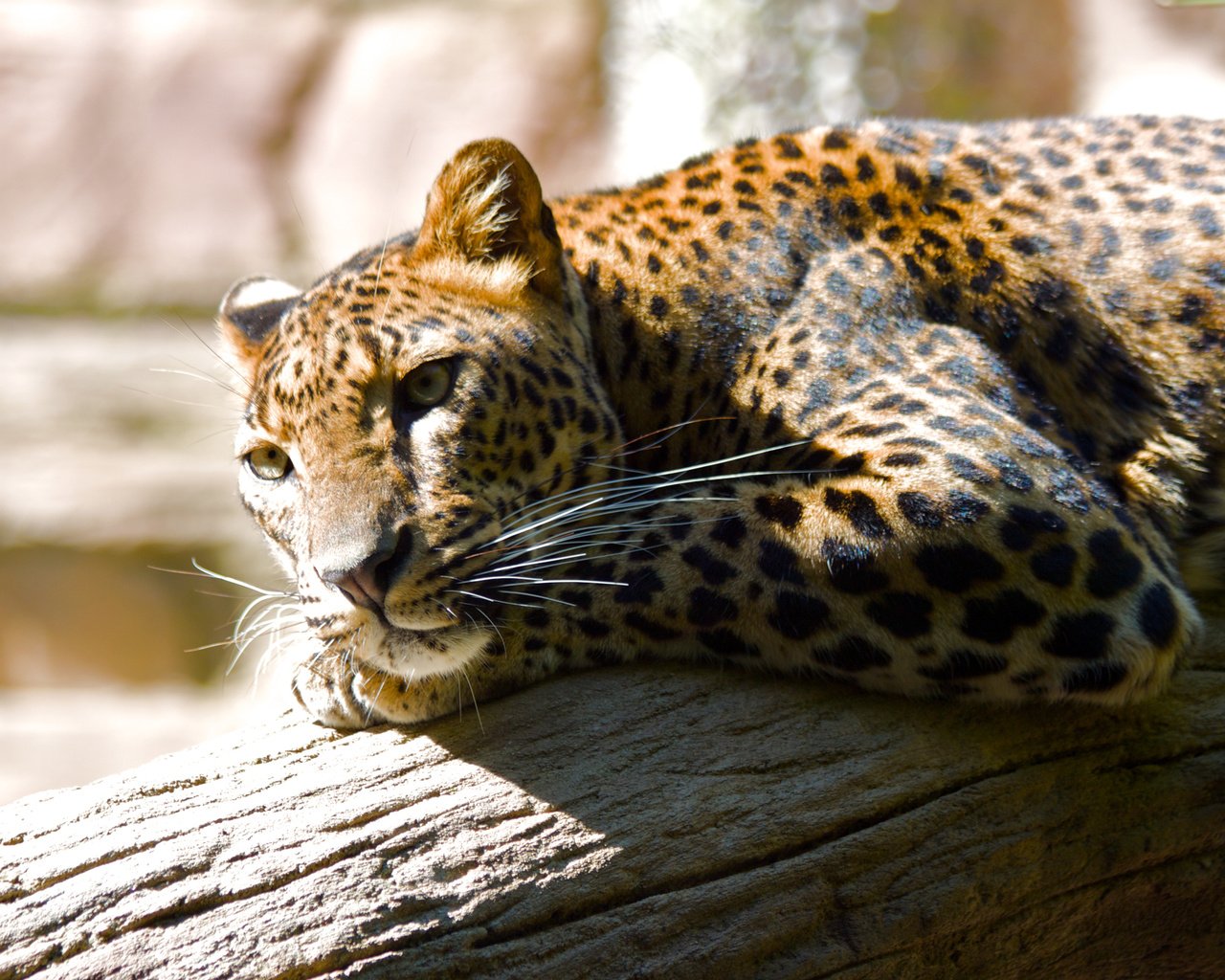 Обои леопард, хищник, большая кошка, отдых, зоопарк, leopard, predator, big cat, stay, zoo разрешение 2560x1600 Загрузить